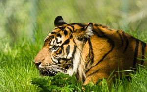 Preview wallpaper tiger, nose, predator, animal
