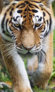 Preview wallpaper tiger, nose, predator, animal, big cat