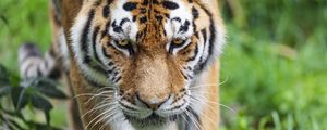 Preview wallpaper tiger, nose, predator, animal, big cat