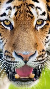 Preview wallpaper tiger, open mouth, face, predator, surprise