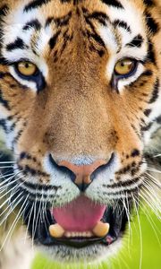 Preview wallpaper tiger, open mouth, face, predator, surprise