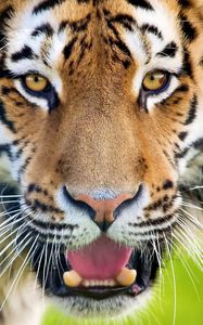 Preview wallpaper tiger, open mouth, face, predator, surprise