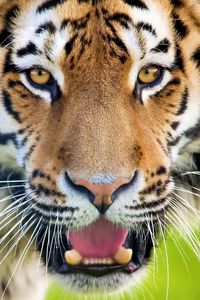 Preview wallpaper tiger, open mouth, face, predator, surprise