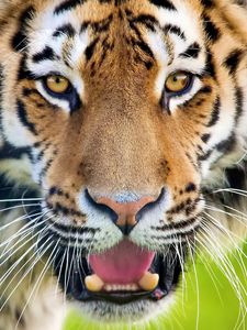 Preview wallpaper tiger, open mouth, face, predator, surprise