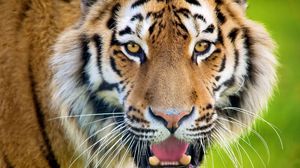 Preview wallpaper tiger, open mouth, face, predator, surprise