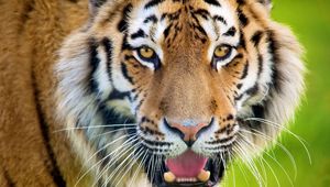 Preview wallpaper tiger, open mouth, face, predator, surprise