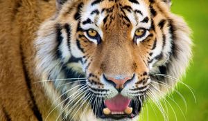 Preview wallpaper tiger, open mouth, face, predator, surprise