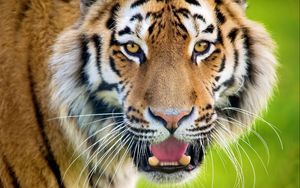 Preview wallpaper tiger, open mouth, face, predator, surprise