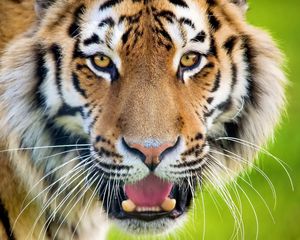 Preview wallpaper tiger, open mouth, face, predator, surprise