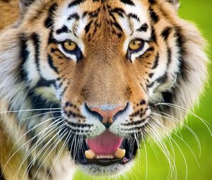 Preview wallpaper tiger, open mouth, face, predator, surprise