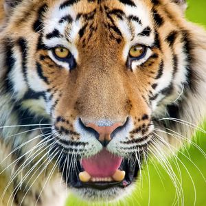 Preview wallpaper tiger, open mouth, face, predator, surprise