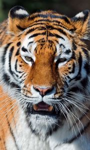 Preview wallpaper tiger, open mouth, muzzle, predators, big cat