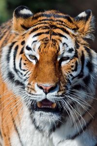 Preview wallpaper tiger, open mouth, muzzle, predators, big cat