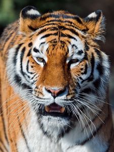 Preview wallpaper tiger, open mouth, muzzle, predators, big cat