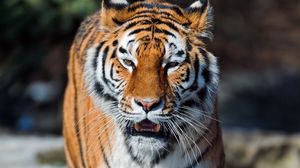 Preview wallpaper tiger, open mouth, muzzle, predators, big cat