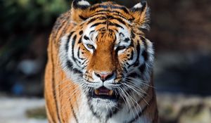 Preview wallpaper tiger, open mouth, muzzle, predators, big cat