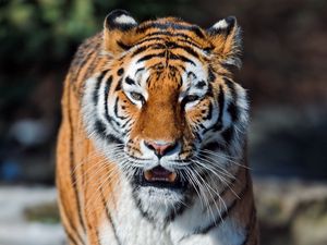 Preview wallpaper tiger, open mouth, muzzle, predators, big cat