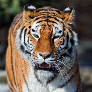 Preview wallpaper tiger, open mouth, muzzle, predators, big cat