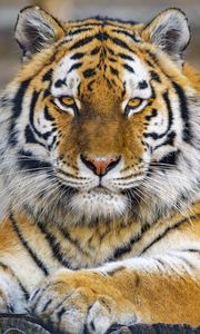 Preview wallpaper tiger, paw, glance, predator, big cat, animal