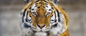 Preview wallpaper tiger, paw, glance, predator, big cat, animal