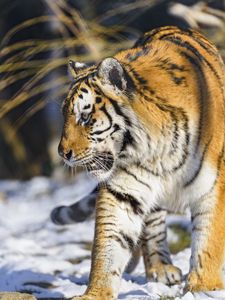 Preview wallpaper tiger, paw, predator, big cat, animal