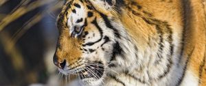Preview wallpaper tiger, paw, predator, big cat, animal