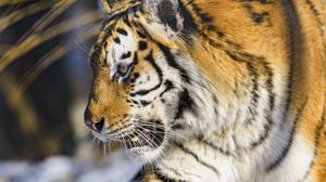 Preview wallpaper tiger, paw, predator, big cat, animal