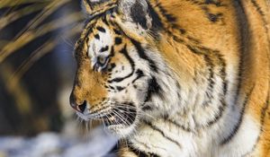 Preview wallpaper tiger, paw, predator, big cat, animal