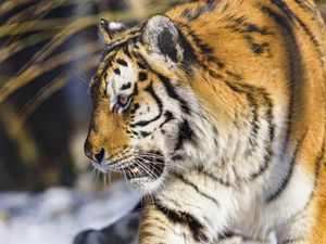 Preview wallpaper tiger, paw, predator, big cat, animal