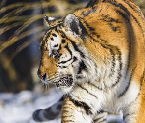 Preview wallpaper tiger, paw, predator, big cat, animal