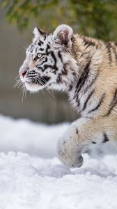 Preview wallpaper tiger, paw, snow, predator