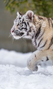 Preview wallpaper tiger, paw, snow, predator