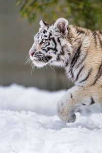 Preview wallpaper tiger, paw, snow, predator