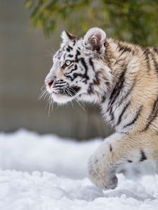Preview wallpaper tiger, paw, snow, predator