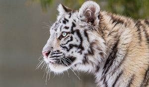 Preview wallpaper tiger, paw, snow, predator