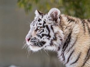Preview wallpaper tiger, paw, snow, predator