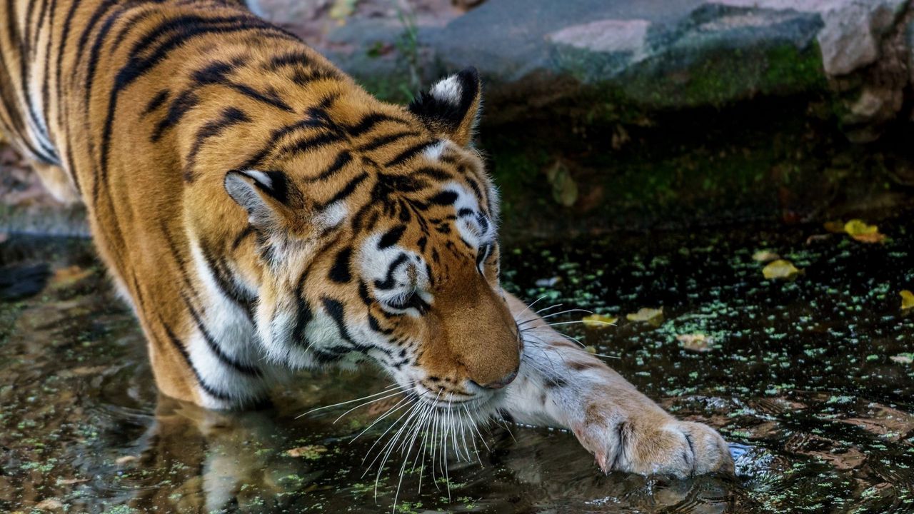 Wallpaper tiger, paw, water, predator