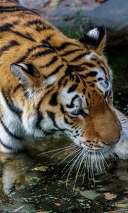Preview wallpaper tiger, paw, water, predator