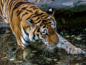 Preview wallpaper tiger, paw, water, predator