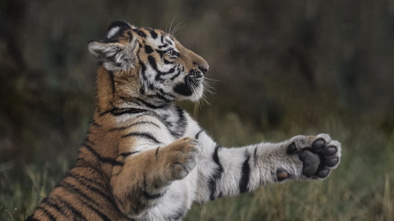 Wallpaper tiger, paws, grass, young, playful