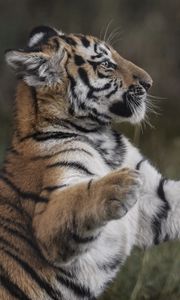 Preview wallpaper tiger, paws, grass, young, playful