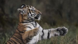 Preview wallpaper tiger, paws, grass, young, playful