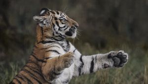 Preview wallpaper tiger, paws, grass, young, playful