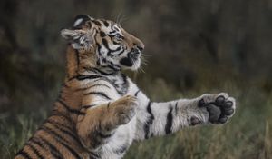 Preview wallpaper tiger, paws, grass, young, playful