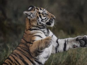 Preview wallpaper tiger, paws, grass, young, playful