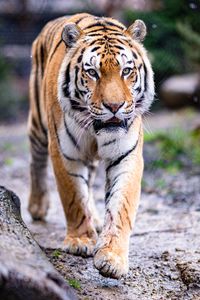Preview wallpaper tiger, paws, movement, predator, big cat, animal