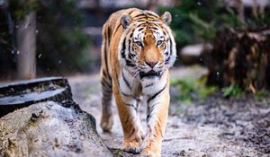 Preview wallpaper tiger, paws, movement, predator, big cat, animal