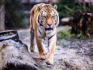 Preview wallpaper tiger, paws, movement, predator, big cat, animal