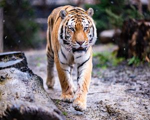 Preview wallpaper tiger, paws, movement, predator, big cat, animal
