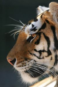 Preview wallpaper tiger, peace, pet, predator